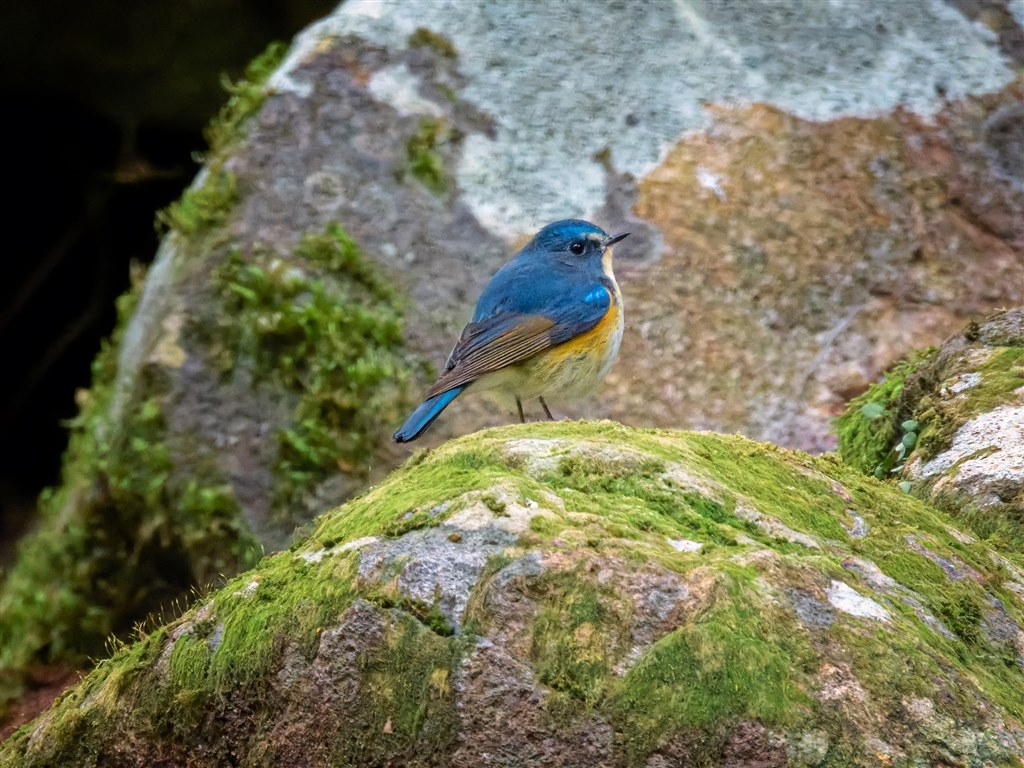 サシバが渡る時節の花鳥風月をCOOLPIXで張り逃げ～！ 令和4年春