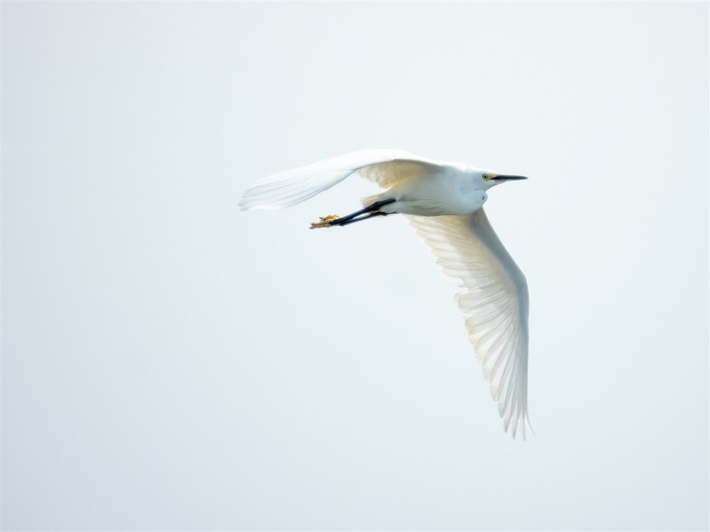 サシバが渡る時節の花鳥風月をcoolpixで張り逃げ 令和4年春 ニコン Coolpix P1000 のクチコミ掲示板 価格 Com