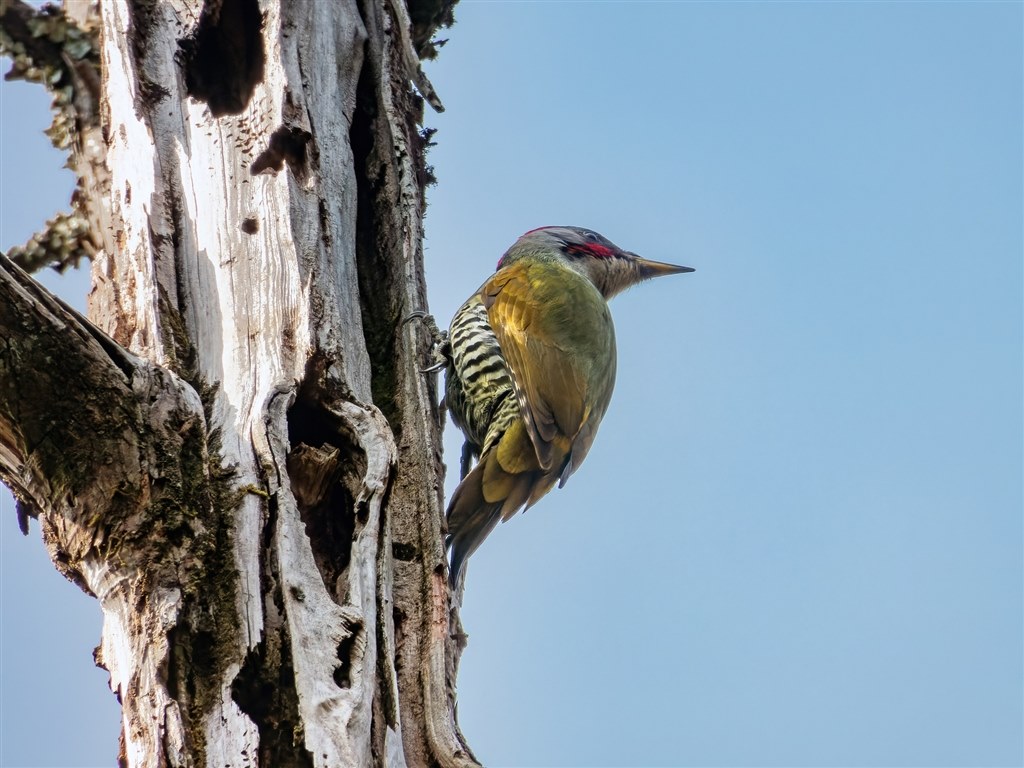サシバが渡る時節の花鳥風月をcoolpixで張り逃げ 令和4年春 ニコン Coolpix P1000 のクチコミ掲示板 価格 Com
