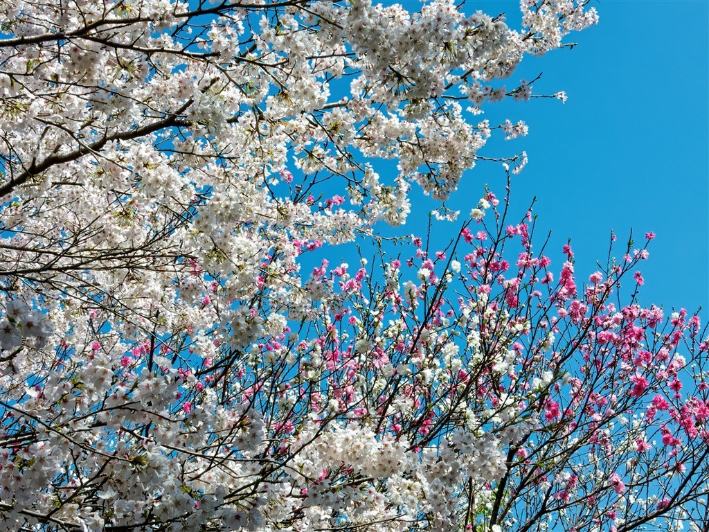 サシバが渡る時節の花鳥風月をcoolpixで張り逃げ 令和4年春 ニコン Coolpix P1000 のクチコミ掲示板 価格 Com