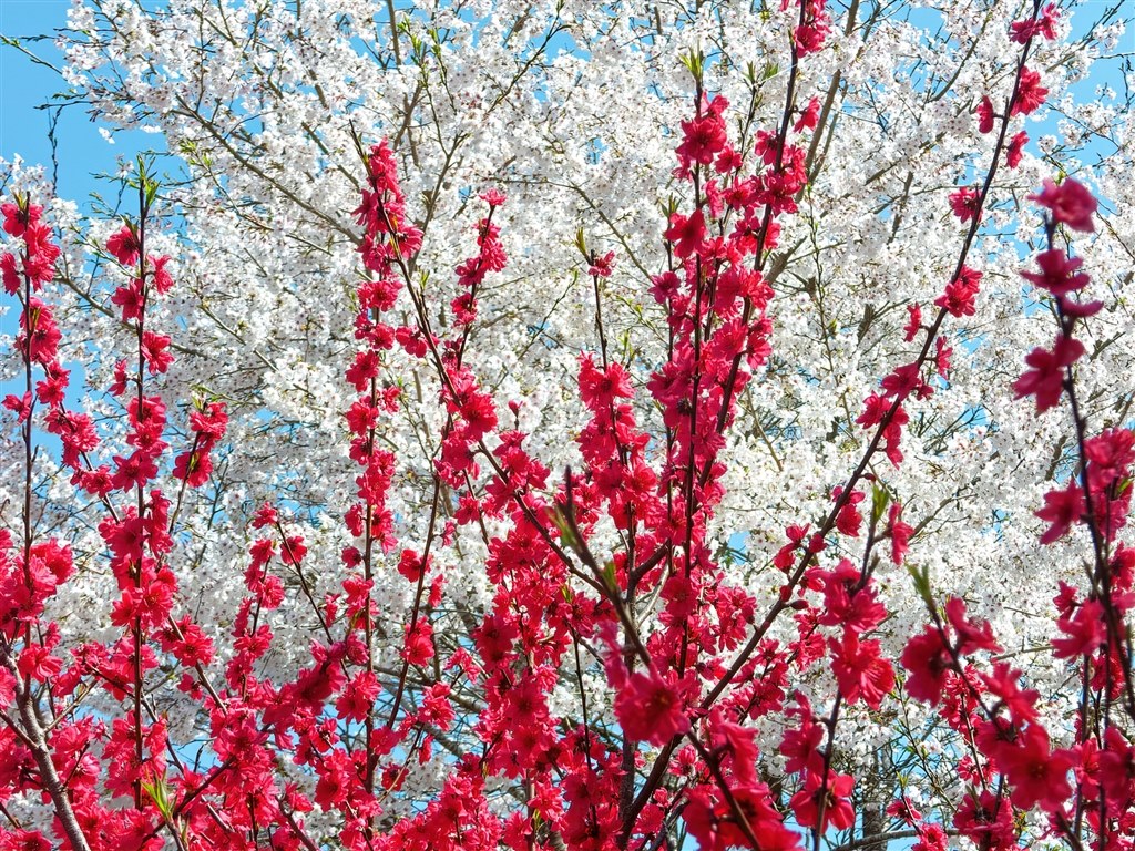 サシバが渡る時節の花鳥風月をcoolpixで張り逃げ 令和4年春 ニコン Coolpix P1000 のクチコミ掲示板 価格 Com