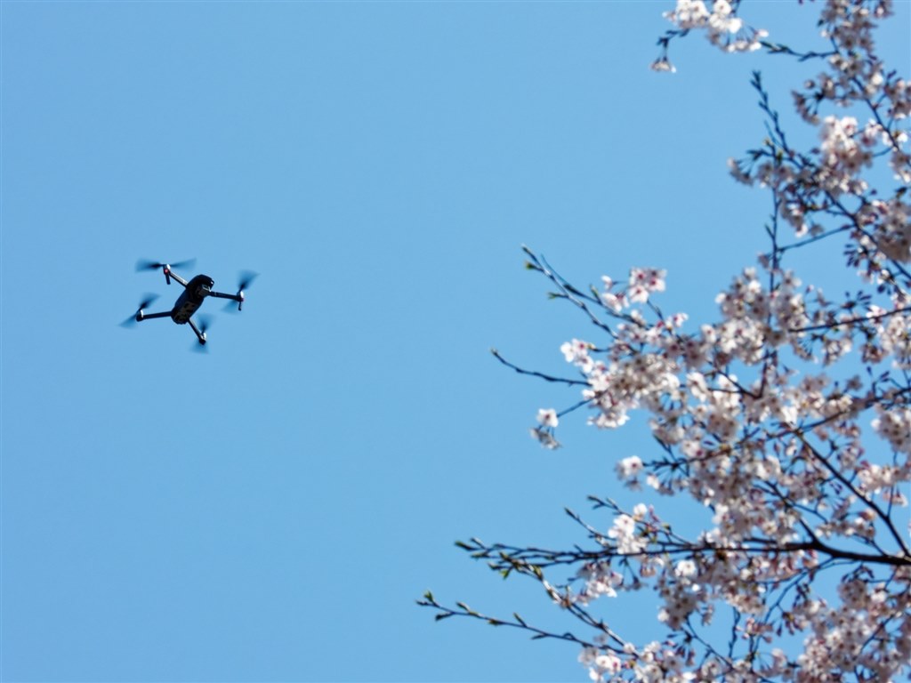 サシバが渡る時節の花鳥風月をcoolpixで張り逃げ 令和4年春 ニコン Coolpix P1000 のクチコミ掲示板 価格 Com