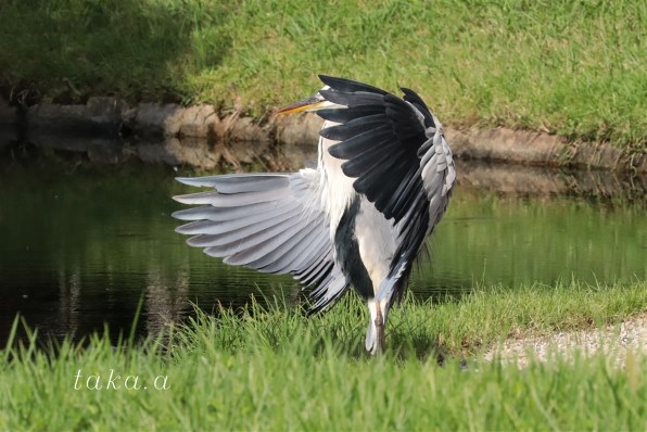 ☆画面回転☆野鳥・スポーツ撮影☆高速連写☆高速AF☆Canon