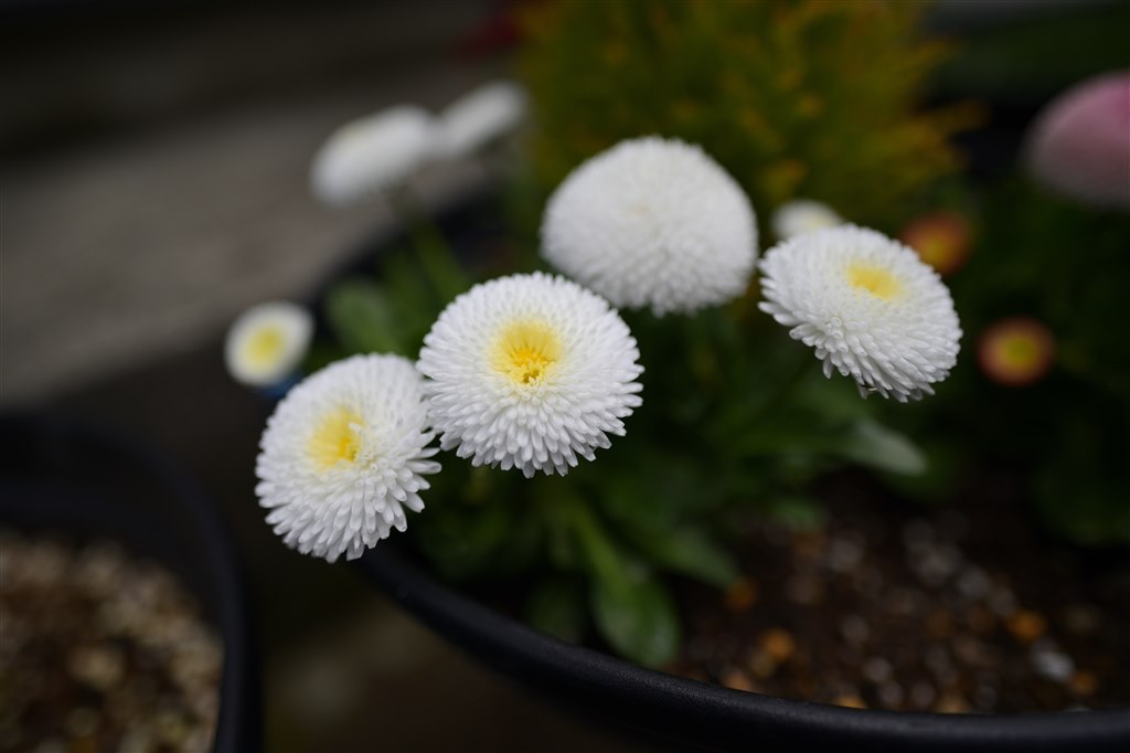 よみ 広角の近接撮影』 ニコン NIKKOR Z 20mm f/1.8 S のクチコミ