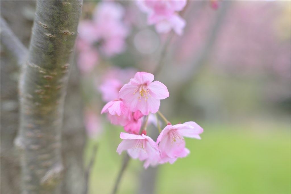 Zレンズに外れ無し』 ニコン NIKKOR Z 40mm f/2 のクチコミ掲示板