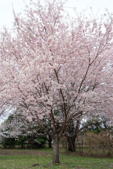 オリンパス OLYMPUS STYLUS XZ-2 [ホワイト]投稿画像・動画 - 価格.com