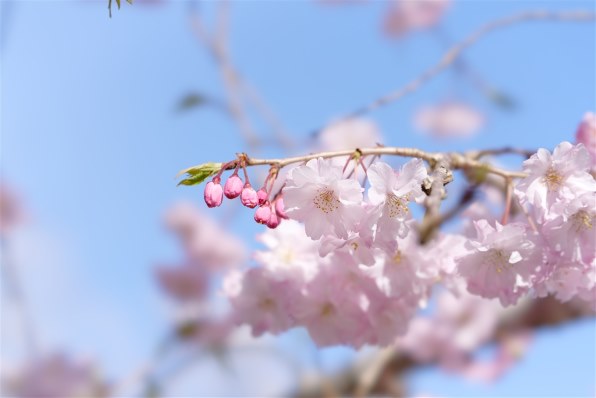 一眼カメラで気ままに楽しみたい(^^♪ （その４０）』 クチコミ掲示板