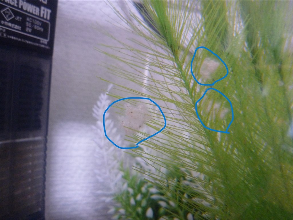 メダカ の 卵