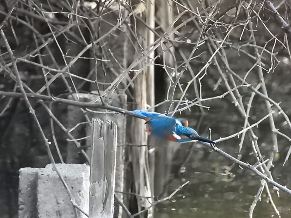 P1000で動きものを撮りたい』 ニコン COOLPIX P1000 のクチコミ掲示板