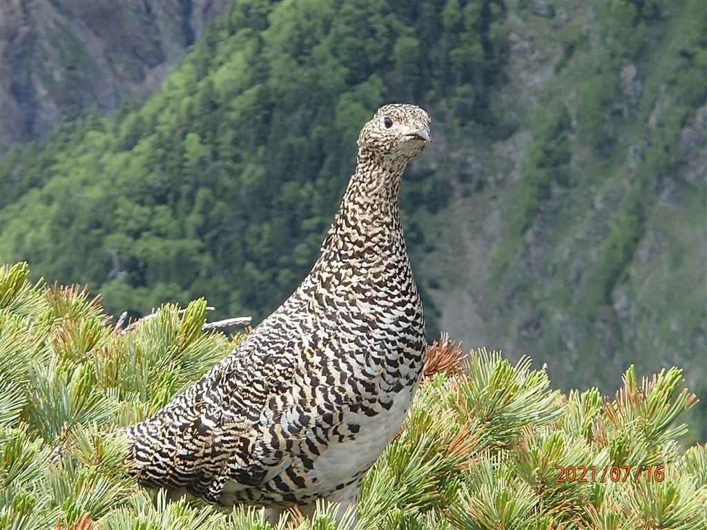 登山の相棒にみなさんならどれを選びます Omデジタルソリューションズ Om System Om 1 ボディ のクチコミ掲示板 価格 Com