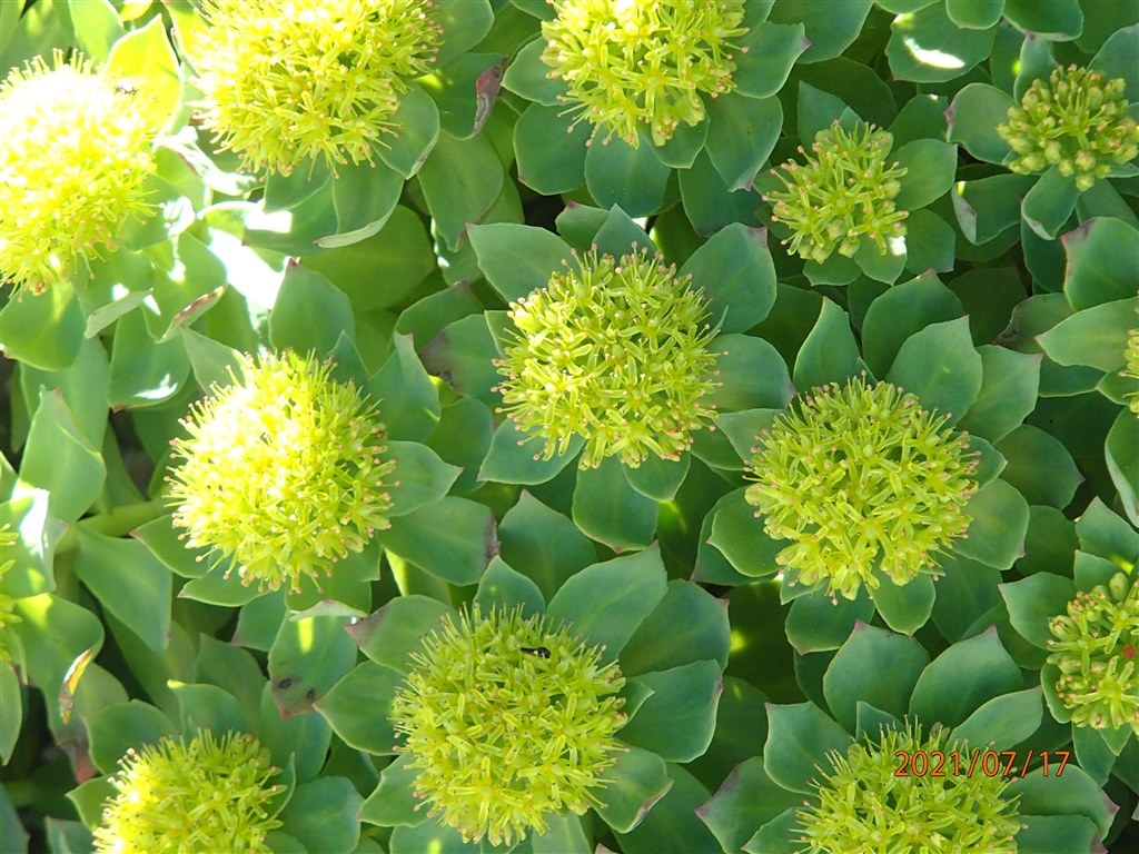 登山の相棒にみなさんならどれを選びます Omデジタルソリューションズ Om System Om 1 ボディ のクチコミ掲示板 価格 Com