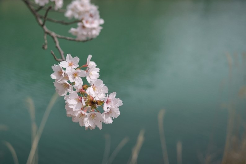 ✨❤️簡単に背景ボケ写真単焦点レンズ20mm F1.7 ❤️✨ 特別企画：40mm単焦点レンズの素晴らしさを伝えたい！【第6回