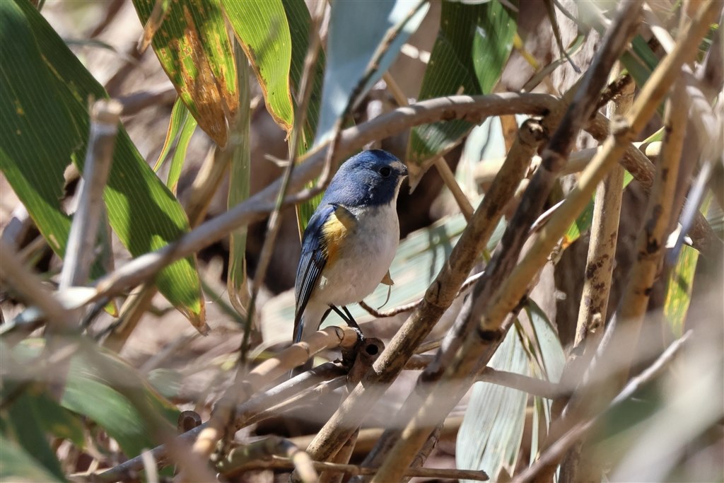 野鳥撮影に！Canon EF 500mm F4 IS 野鳥撮影の望遠域で悩んでおります』 CANON RF100-500mm F4.5-7.1 L IS
