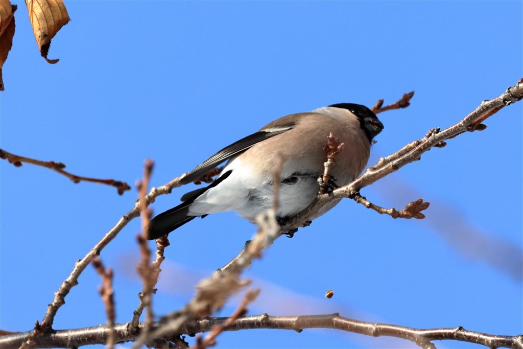 野鳥撮影の望遠域で悩んでおります』 CANON RF100-500mm F4.5