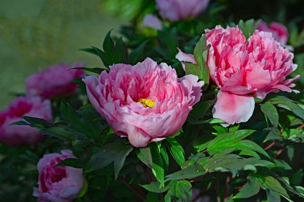 【良品】Nikon 35-70mm F2.8D 一眼レフ カメラ 撮影 桜 ニコン AI AF Zoom Nikkor 35-70mm F2.8D投稿画像・動画 - 価格.com