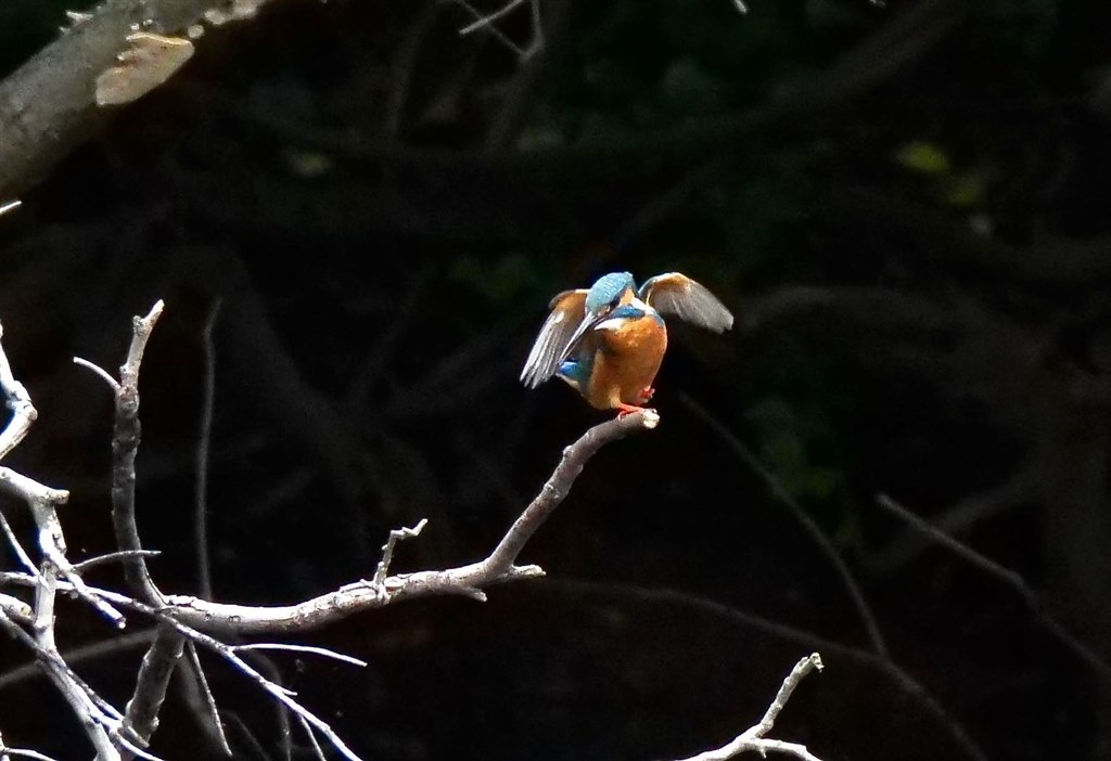 P1000で動きものを撮りたい』 ニコン COOLPIX P1000 のクチコミ掲示板