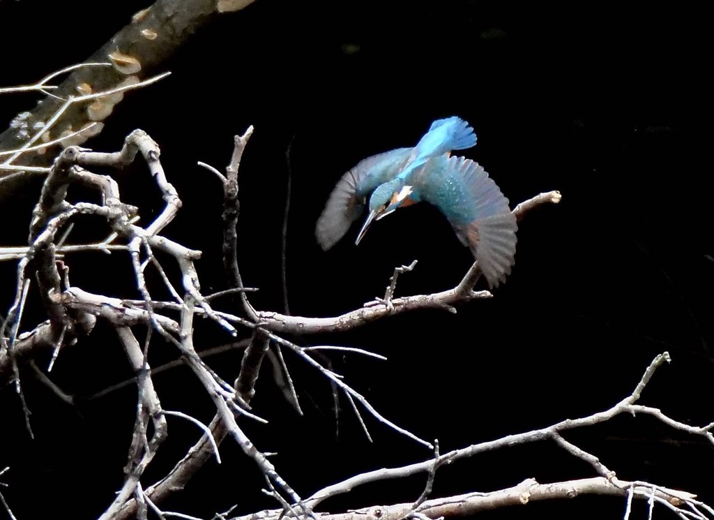 Nikon ニコン クールピクス COOLPIX P1000 野鳥撮影 Nikon P1000でカメラデビューした初心者が野鳥撮影に挑戦してみました