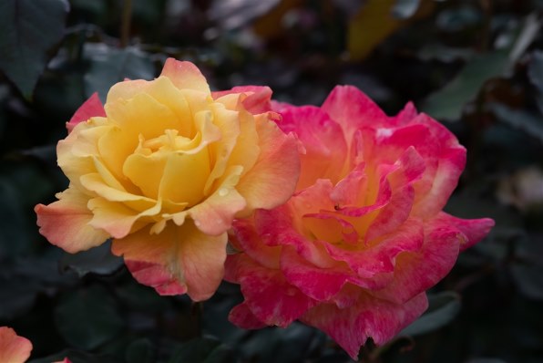 ニコン AF-S Micro NIKKOR 60mm f/2.8G EDで撮影された写真 - 価格.com