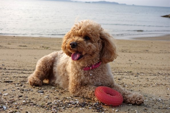 Sony機で綴る季節の風景 5月 クチコミ掲示板 価格 Com