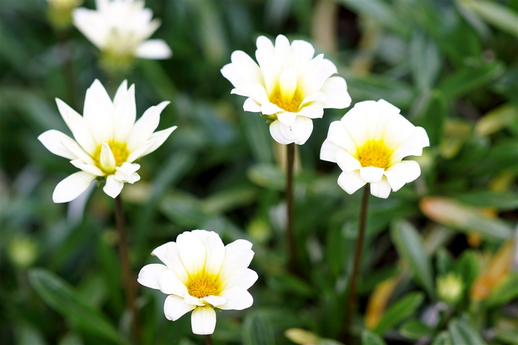 久しぶりに』 SONY Planar T＊ 85mm F1.4 ZA SAL85F14Z のクチコミ