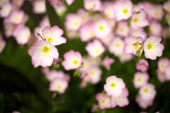 SONY Planar T* 50mm F1.4 ZA SSM SAL50F14Z投稿画像・動画 - 価格.com