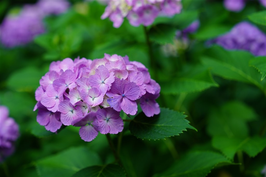 初回撮り』 SONY FE 24-70mm F2.8 GM II SEL2470GM2 のクチコミ