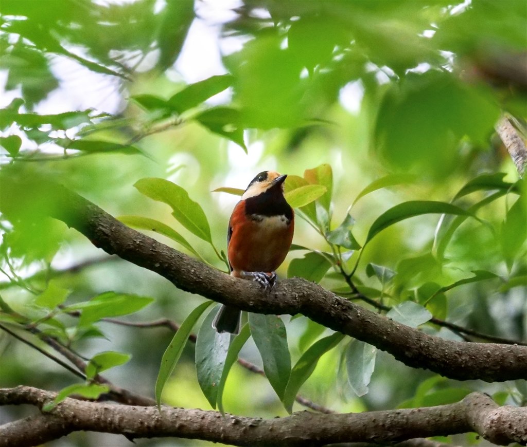 野鳥撮影』 オリンパス M.ZUIKO DIGITAL ED 300mm F4.0 IS PRO の