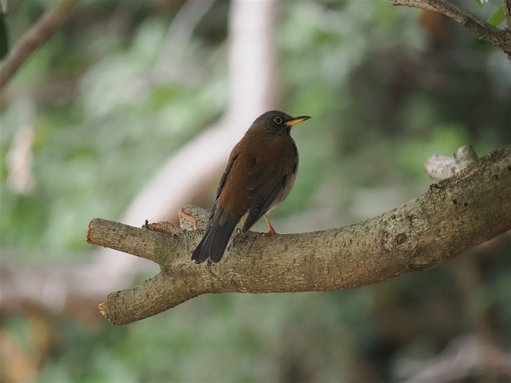 野鳥撮影』 オリンパス M.ZUIKO DIGITAL ED 300mm F4.0 IS PRO の