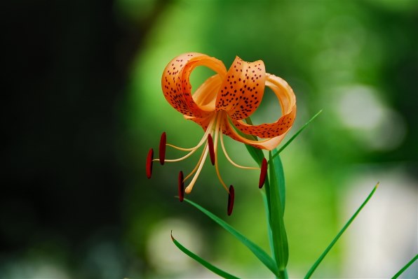 ニコン AF-S DX NIKKOR 18-200mm f/3.5-5.6G ED VR II投稿画像