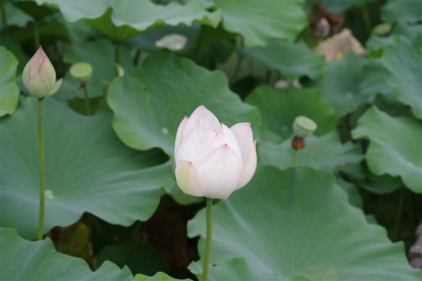 ペンタックス HD PENTAX-D FA☆ 85mmF1.4ED SDM AW Silver Edition投稿