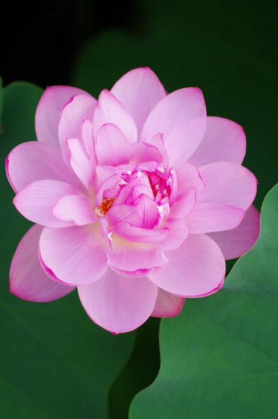 【美品】ペンタックス DA☆50-135mm F2.8 SDM無効化済み smc PENTAX-DA☆ 50-135mmF2.8ED[IF] SDM 中古価格比較 - 価格.com