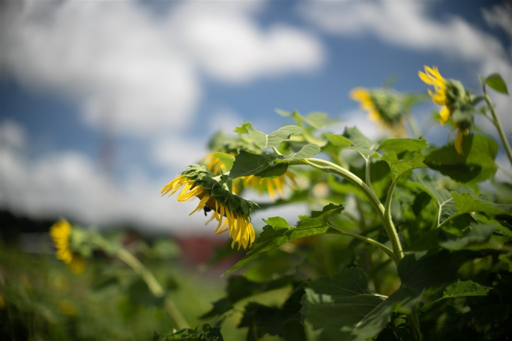 作例をお願いします。』 銘匠光学 TTArtisan 50mm f/0.95 C [ソニーE用