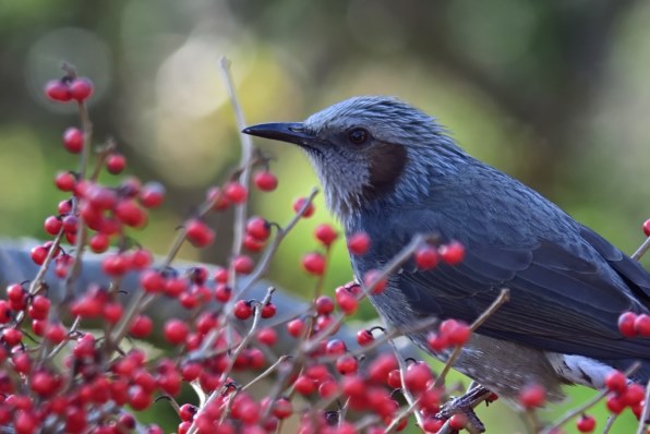 ニコン AI AF-S Nikkor 300mm f/4D IF-ED [ライトグレー]で撮影された