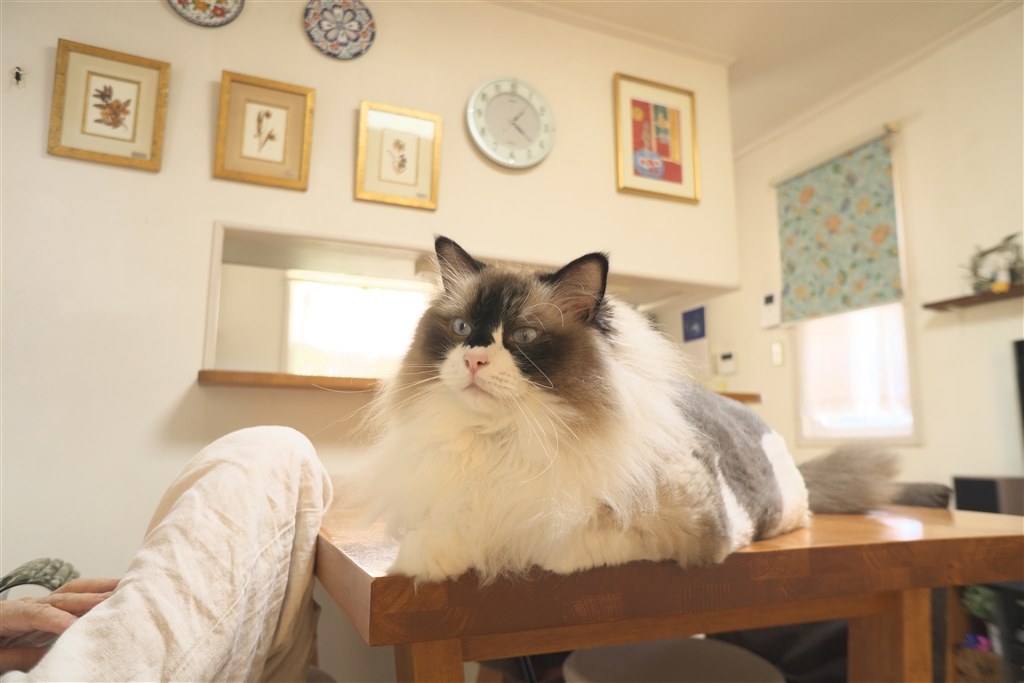 SEL35F18との比較』 SONY E 11 mm F1.8 SEL11F18 のクチコミ
