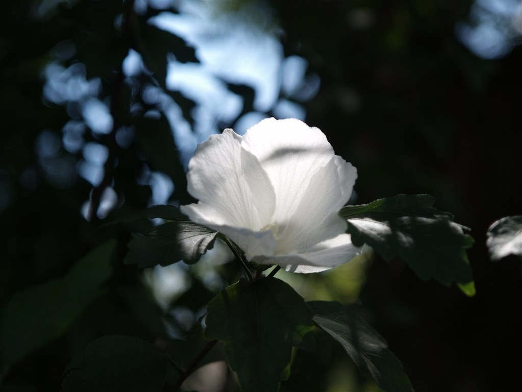 お宝おジャンク道♪ 66』 オリンパス E-1 ボディ のクチコミ掲示板