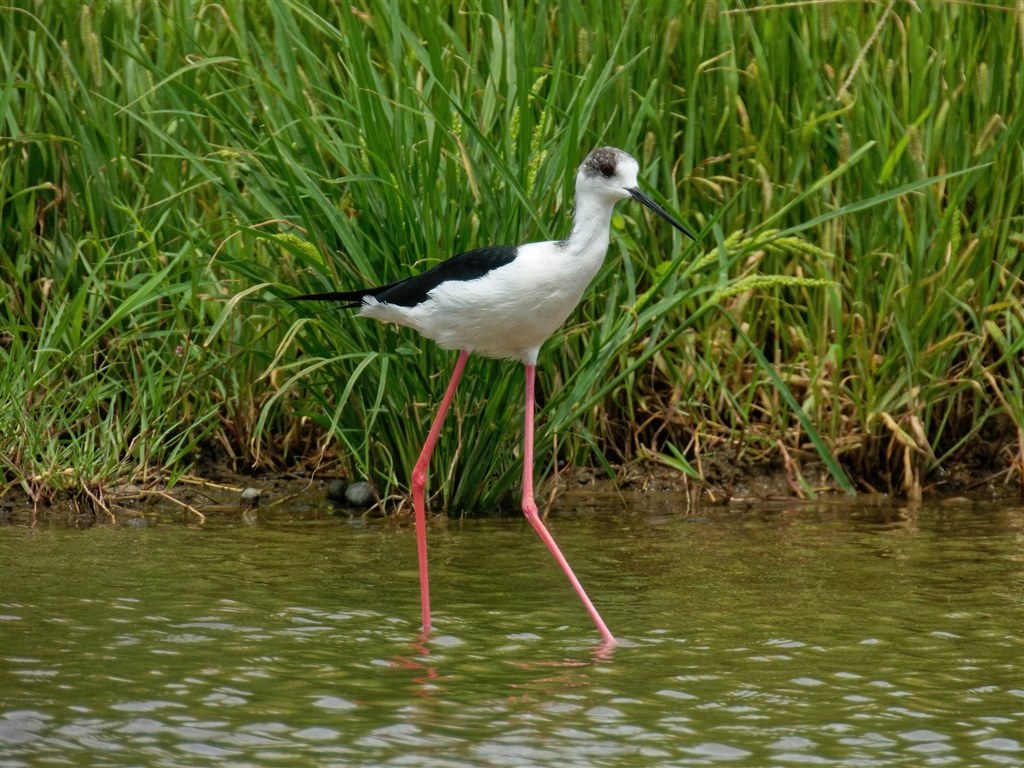 サシバが渡る時節の花鳥風月をCOOLPIXで張り逃げ～2022年秋版