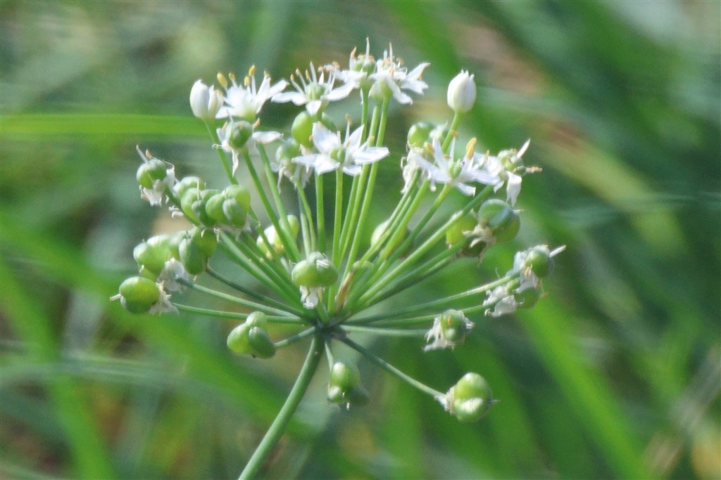 RF800 F11 STM 中古 限界価格です、値引き交渉お受けできません うまく