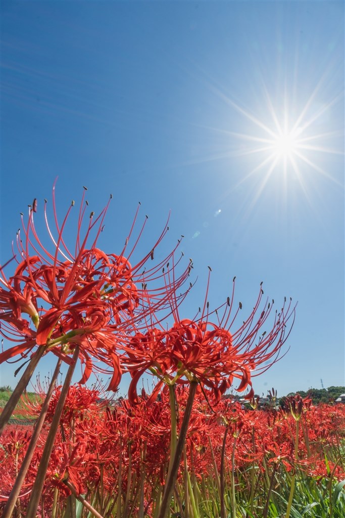 普段使いとしてはいかがでしょうか』 SONY E 11 mm F1.8 SEL11F18 の