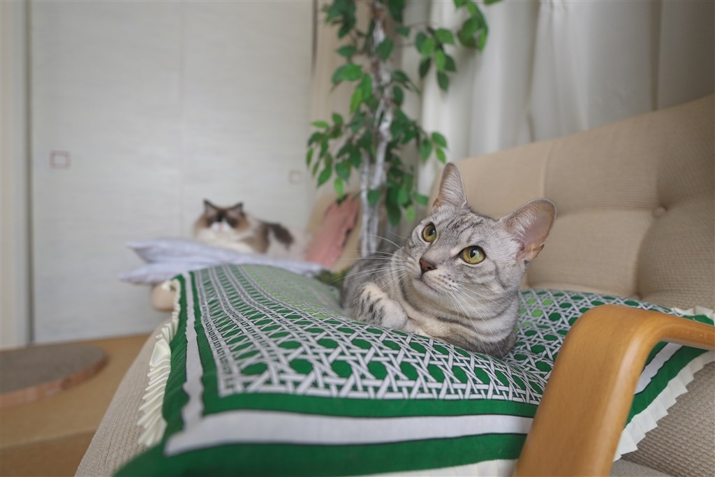 ソニーE SEL11F18 試し撮り使用のみ sddefault.jpg