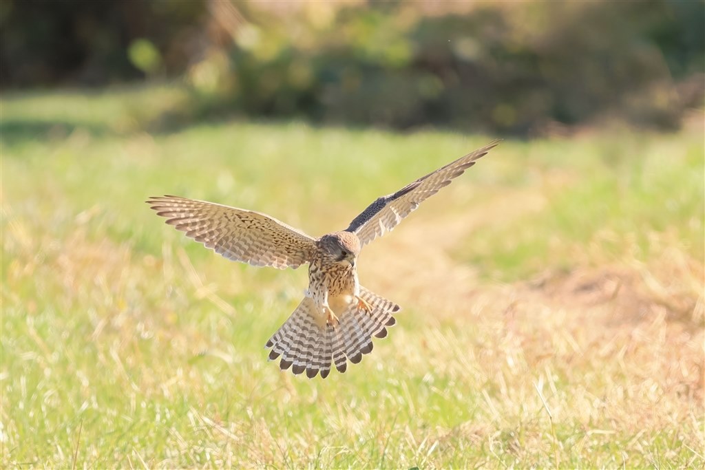 オーバーホールしました。』 CANON EF400mm F5.6L USM の
