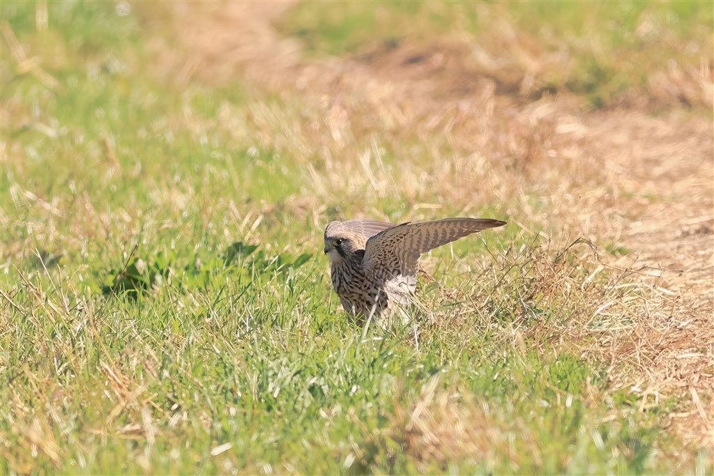 美品Canon EF400mm F5.6L USM キャノン オーバーホール済 キヤノン EF400mm F5.6L USM | 交換レンズ