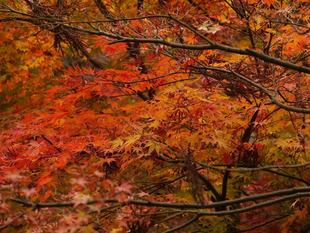 35-100で、紅葉撮影。』 パナソニック LUMIX G X VARIO 35-100mm/F2.8