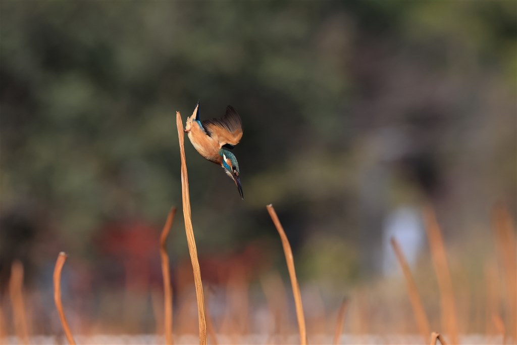 キャノンの望遠レンズです。現在も野鳥撮影に使っています。 Canon EF LENS 写真家7人のSEVEN SENSES：「鳥を撮るのに最適