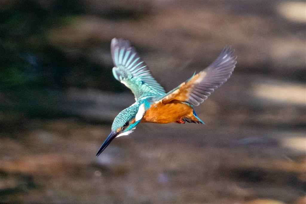 鳥（リアル） Fujifilm X-T5で撮影した野鳥写真をプリント - MONOKIRI 35mm