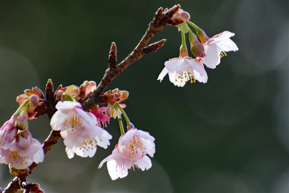 ニコン AF-P DX NIKKOR 70-300mm f/4.5-6.3G ED VRのクチコミ - 価格.com