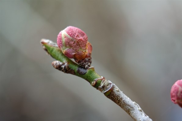 ニコン AF-S DX NIKKOR 18-55mm f/3.5-5.6G VRで撮影された写真 - 価格.com