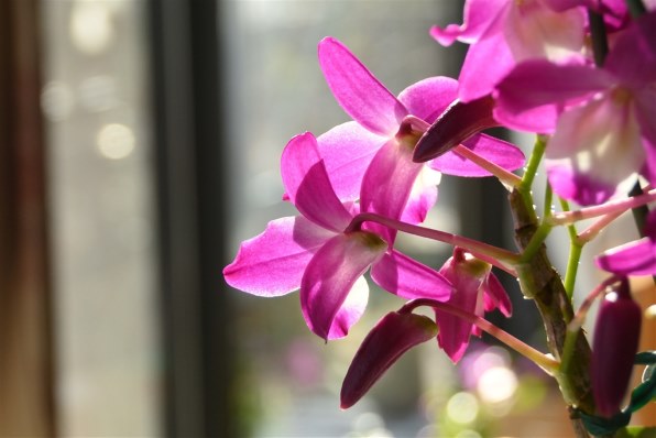 ニコン AF-S DX VR Zoom-Nikkor 18-200mm f/3.5-5.6G IF-EDで撮影され