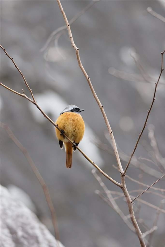 どうなんでしょうか?』 CANON EF400mm F5.6L USM のクチコミ どうなんでしょうか?』 CANON EF400mm F5.6L USM のクチコミ
