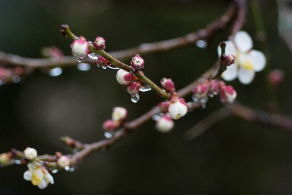 【作例あり】Nikon AF MICRO NIKKOR 60mmm f2.8D ニコン AI AF Micro-Nikkor 60mm f/2.8Dで撮影された写真 - 価格.com