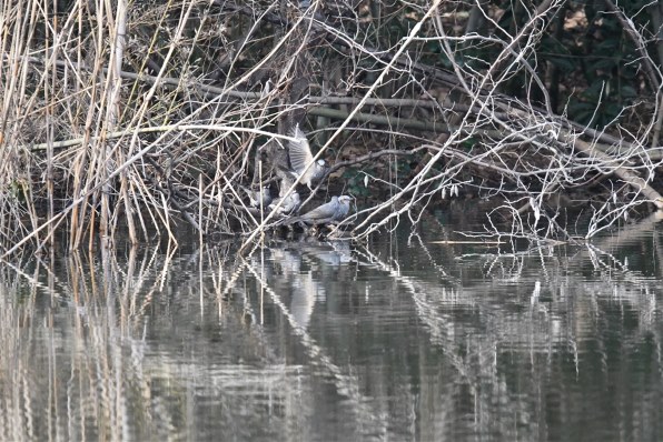 シグマ 100-400mm F5-6.3 DG OS HSM [ニコン用]投稿画像・動画 - 価格.com